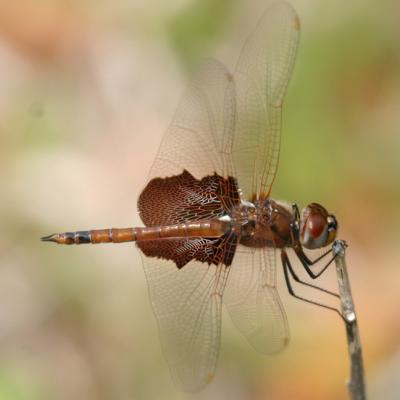 Florida Dragonflies