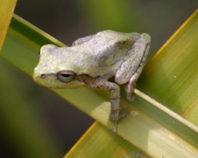 Pine Woods Treefrog - Hyla femoralis