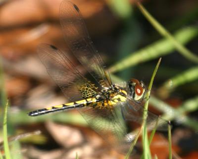 Ornate Pennant - Celithemis ornata