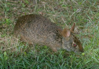 Marsh Rabbit - Sylvilagus palustris