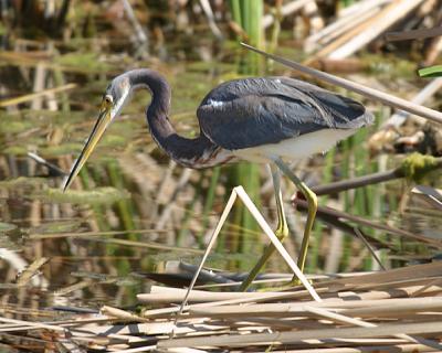 Tri-colored Heron - Egretta tricolor