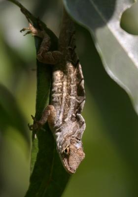 Brown Anole - Anolis sagrei