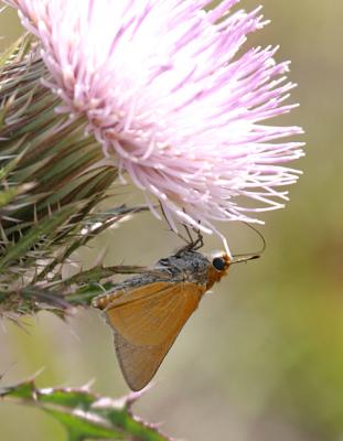 Palmetto Skipper - Euphyes arpa