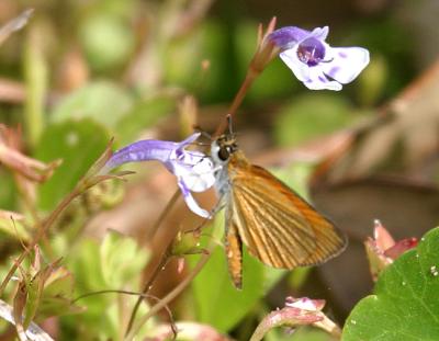 Least Skipper - Ancyloxypha numitor