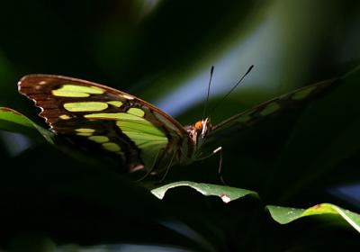 Malachite - Siproeta stelenes