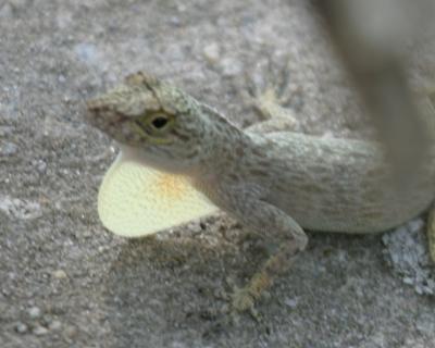 Bark Anole - Anolis distichus