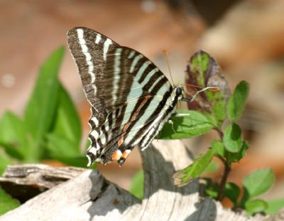 Zebra Swallowtail - Eurytides marcellus