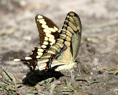 Giant Swallowtail - Papilio cresphontes