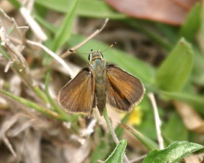 female Baracoa Skipper - Polites baracoa