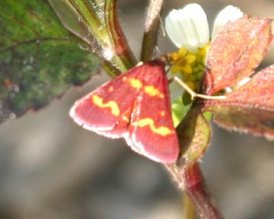 5069 -- Coffee-loving Pyrausta Moth -- Pyrausta tyralis