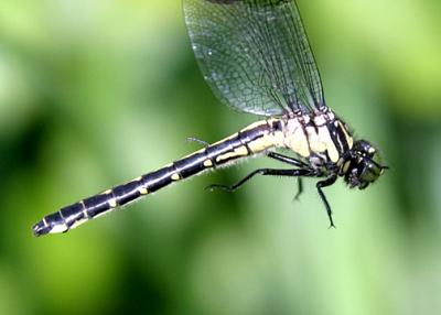 Mustached Clubtail - Gomphus adelphus (female)