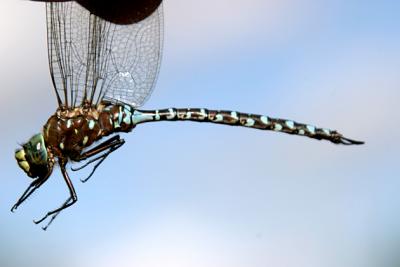 Variable Darner - Aeshna interrupta (male)