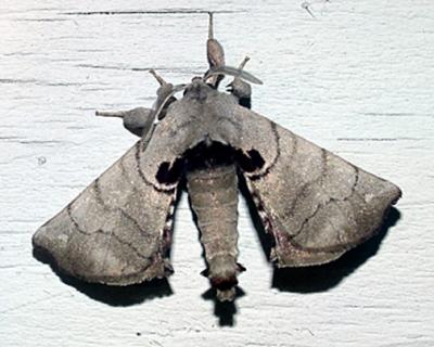 7663 -- Spotted Apatelodes Moth -- Apatelodes torrefacta