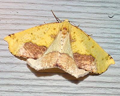 6912 -- Sharp-lined Yellow Moth -- Sicya macularia