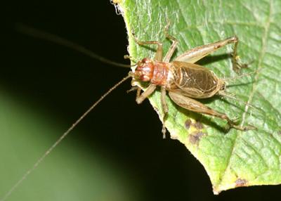 Winged Bush Crickets - Trigonidiinae