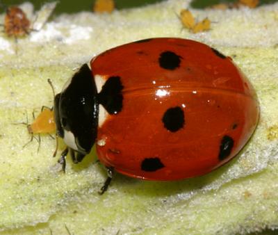 Sevenspotted Lady Beetle - Coccinella septempunctata