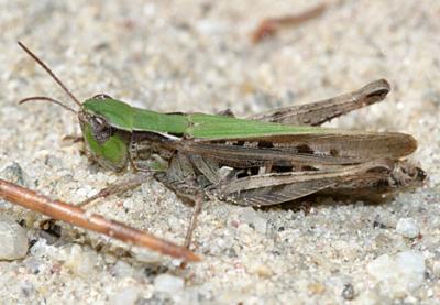 Pasture Grasshopper - Orphulella speciosa