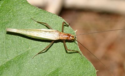 Pine Tree Cricket - Oecanthus pini (female)