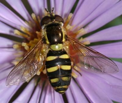 Eupeodes sp. (female)