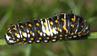 Black Swallowtail - Papilio polyxenes  early instar