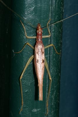 Two-spotted Tree Cricket - Neoxabea bipunctata (male)