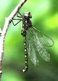 Ocelated Darner - Boyeria grafiana