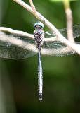 Williamson's Emerald - Somatochlora williamsoni (male)