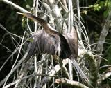 Anhinga - Anhinga anhinga
