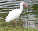 White Ibis - Eudocimus albus