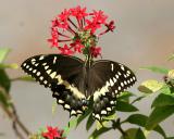 Palamedes Swallowtail - Papilio palamedes