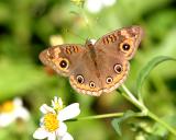 Mangrove Buckeye - Junonia evarete