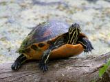 Florida Red-bellied Turtle - Chrysemys nelsoni