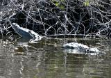 American Crocodile - Crocodylus acutus