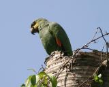 Orange-winged Parrot - Amazona amazonica