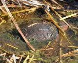 Florida Soft-shelled Turtle - Trionyx ferox