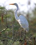 Great Egret - Ardea alba