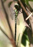 Regal Darner - Coryphaeschna ingens