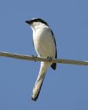 Loggerhead Shrike - Lanius ludovicianus