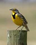 Eastern Meadowlark - Sturnella magna