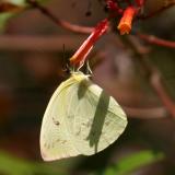 Orange-barred Sulphur - Phoebis philea