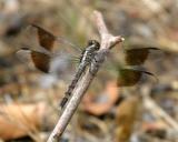 Band-winged Dragonlet - Erythrodiplax umbrata