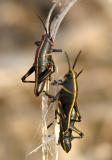 Eastern Lubber Grasshopper - Romalea microptera (nymphs)