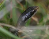 Southern Black Racer - Coluber constrictor priapus