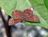 Little Metalmark - Calephelis virginiensis