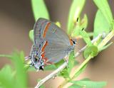 Red-banded Hairstreak - Calycopis cecrops