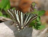 Zebra Swallowtail - Eurytides marcellus