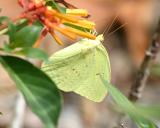 Cloudless Sulphur - Phoebis sennae