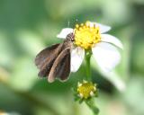 Neamathla Skipper - Nastra neamathla