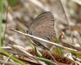 Georgia Satyr - Neonympha areolata