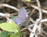 male Ceraunus Blue - Hemiargus ceraunus